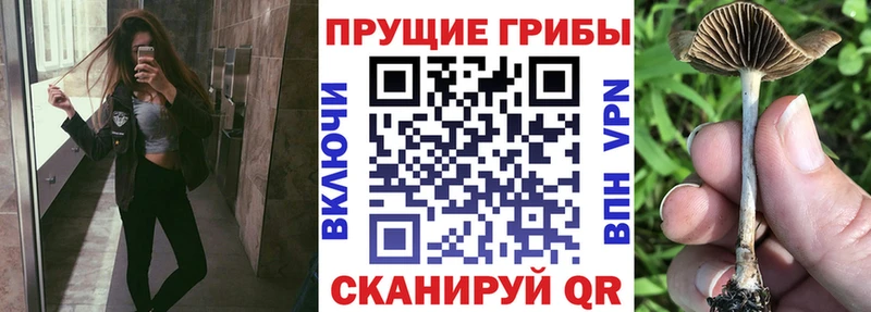 Псилоцибиновые грибы мицелий  Арск 